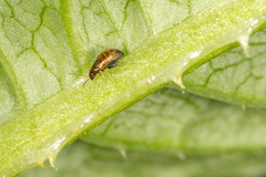 Longitarsus strigicollis