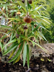 Carlina falcata