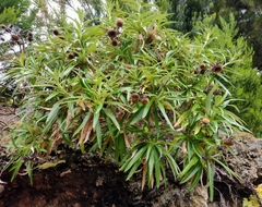 Carlina falcata