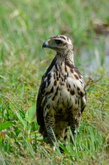 Buteogallus urubitinga