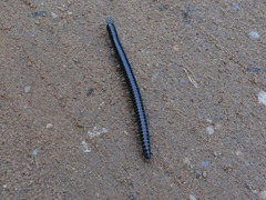 Archispirostreptus syriacus