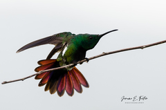 Anthracothorax viridigula