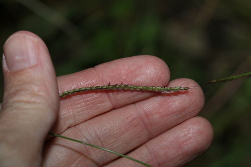Image of Chloris ventricosa by (c) Greg Tasney, some rights reserved (CC BY-SA)