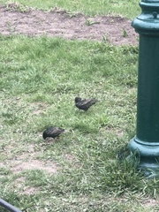 Sturnus vulgaris