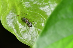 Polyrhachis tibialis