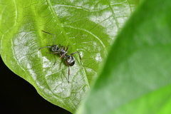 Polyrhachis tibialis