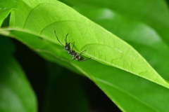 Polyrhachis tibialis