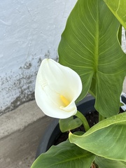 Zantedeschia aethiopica