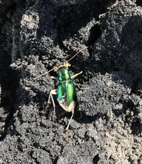 Pseudotetracha australis
