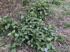 Urtica dioica