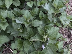 Urtica dioica