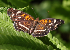 Anthanassa texana seminole