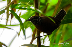 Pheugopedius rutilus