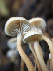 Lentinellus pulvinulus