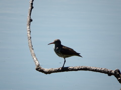 Actitis macularius