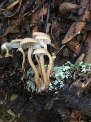 Lentinellus pulvinulus