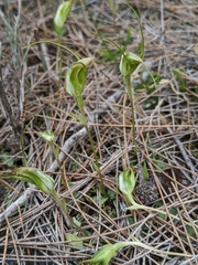 Pterostylis pedoglossa