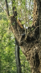Sitta europaea amurensis