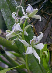 Prosthechea madrensis