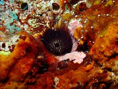 Echinostrephus molaris