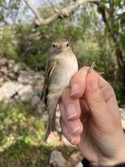 Phylloscopus orientalis