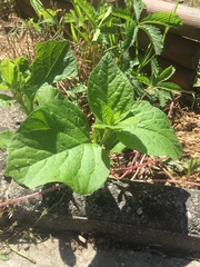 Alkekengi officinarum