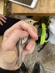 Phylloscopus orientalis