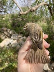 Phylloscopus orientalis