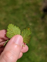 Phragmidium mexicanum