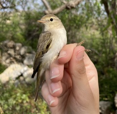 Phylloscopus orientalis