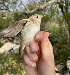 Phylloscopus orientalis