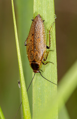 Ectobius erythronotus