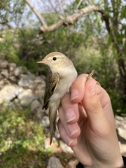 Phylloscopus orientalis
