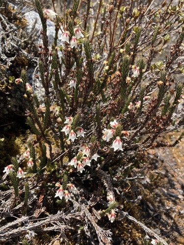 Cassiope fastigiata, photograph 5