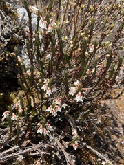 Cassiope fastigiata, photograph author not stated, no rights reserved