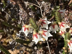 Cassiope fastigiata, photograph author not stated, no rights reserved