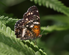 Anthanassa texana seminole