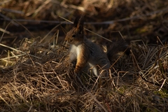 Sciurus vulgaris