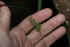 Echinopogon nutans
