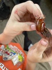 Pelidnota punctata