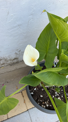 Zantedeschia aethiopica
