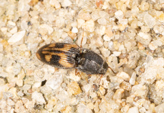 Negastrius pulchellus