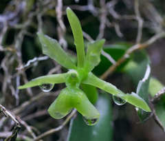 Epidendrum trialatum