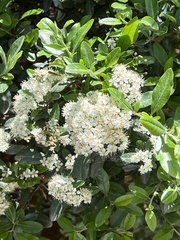 Pyracantha coccinea