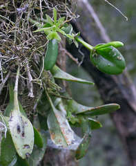 Epidendrum trialatum
