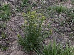 Barbarea vulgaris
