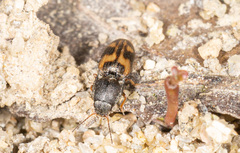 Negastrius pulchellus