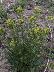 Barbarea vulgaris