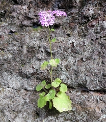Pericallis papyracea