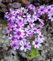 Pericallis papyracea